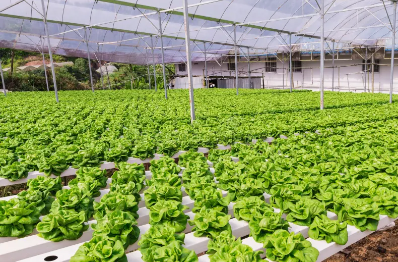 Single-span greenhouse agriculture NFT plastic Trough