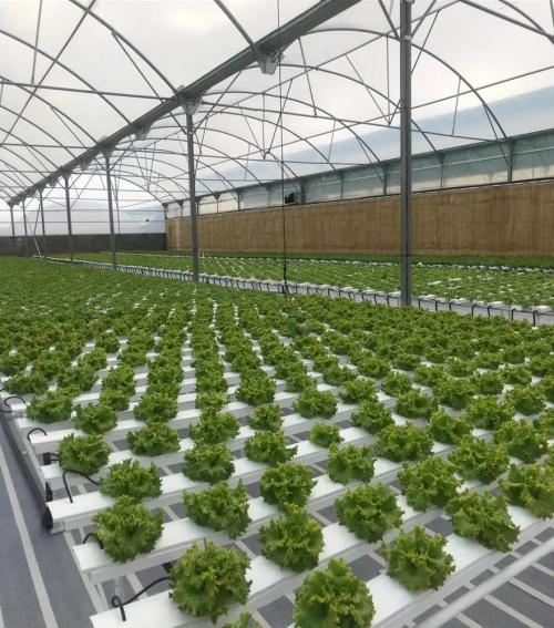 Big Hydroponic Systems: Factory - Wholesale Marvels, High - Quality, Ingeniously Designed, Affordably Priced with Unmatched Supply