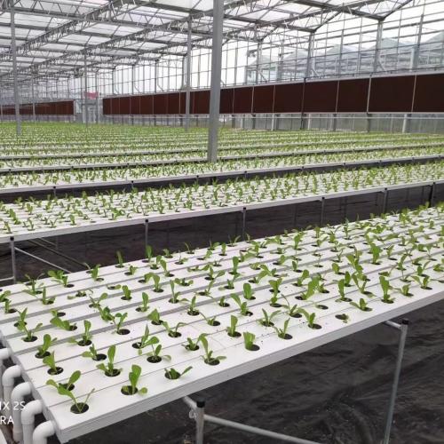 Automated Hydroponic Systems: Factory - Made Innovations, Top - Notch Quality, Cleverly Designed, Reasonably Priced with Abundant Supply