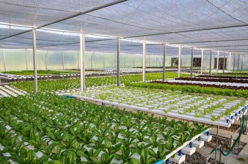 hydroponic system for weed