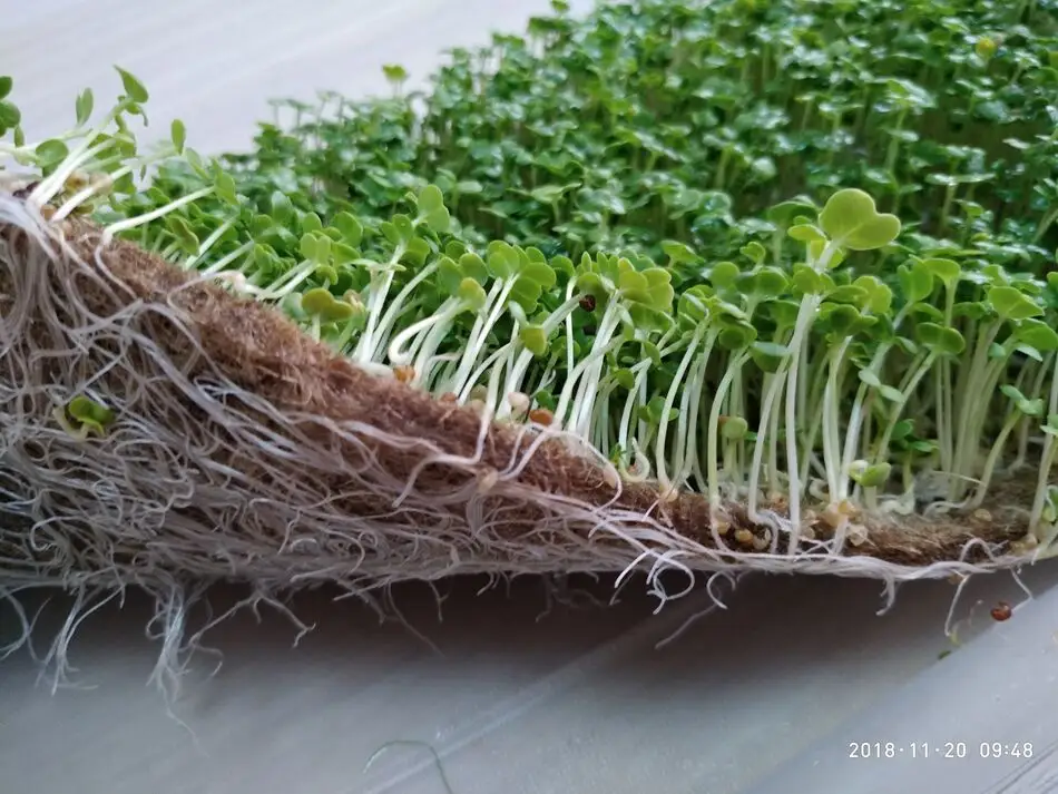 Indoor Vertical Hydroponic Growing Barley System Fodder Grass Seedling Tray