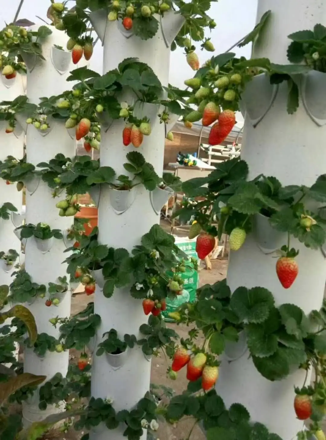 Vertical Hydroponic System Tower Indoor Hydroponics System Garden Lettuce Planting Kit