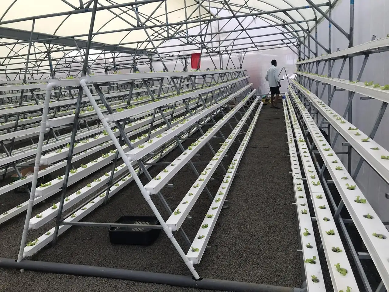 farm hydroponic greenhouse leaf vegetables growing nft channels