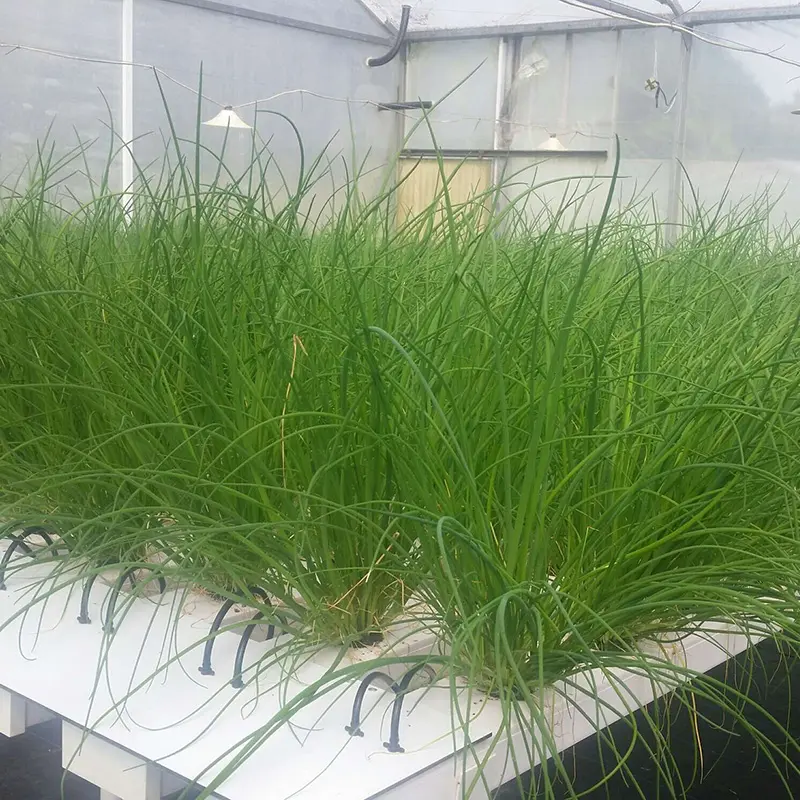 farm hydroponic greenhouse leaf vegetables growing nft channels
