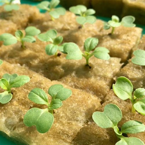 Grow Cubes: Factory - Wholesale Bargains, High - Quality, Smartly Designed with Strong Supply and Cost - effective Pricing