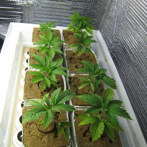 Rockwool Grow Cubes: Manufacturer - Direct, Top - Notch Quality, Well - designed for Hydroponics, Abundant Supply at Low Prices