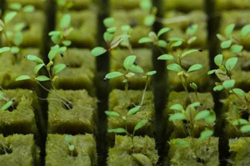 Grow Cubes Rockwool: Factory - Made Excellence, Premium Quality, Ingeniously Designed Rockwool Cubes, Ample Supply at Bargain Rates