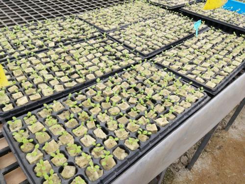 hydroponics store