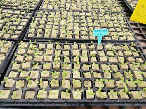 grow cubes rockwool