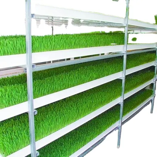 Indoor Hydrophonic Growing System Areoponics Microgreens Wheat Seed PVC Fodder System