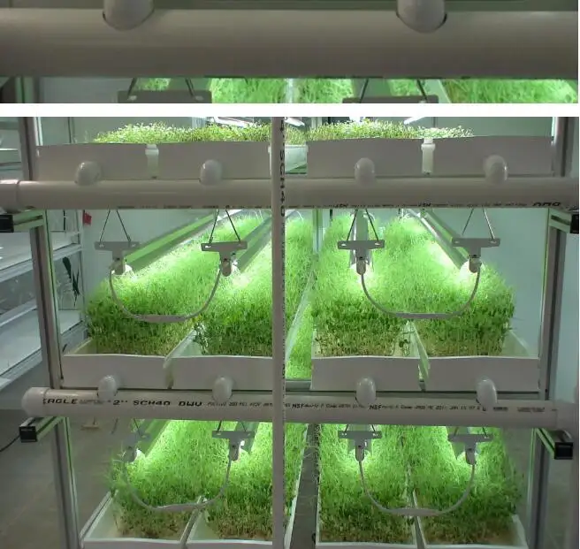 Indoor Hydrophonic Growing System Areoponics Microgreens Wheat Seed PVC Fodder System