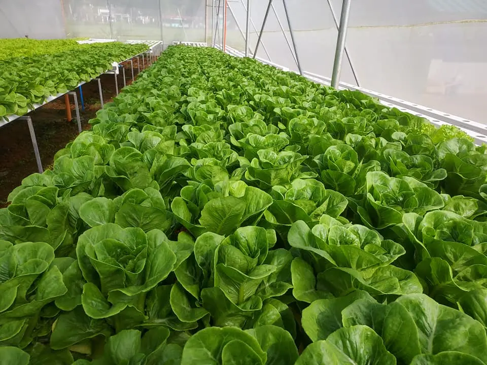 Hot selling New designed Agricultural Greenhouse Superfarm NFT Anti-UV PVC channel Vertical Farming Hydroponics system