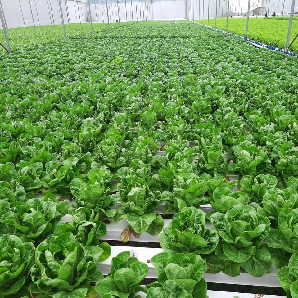 Hot selling New designed Agricultural Greenhouse Superfarm NFT Anti-UV PVC channel Vertical Farming Hydroponics system