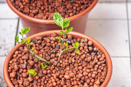 clay pebbles
