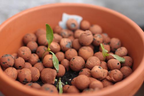 Clay Balls for Plants Near Me: High - Quality, Smartly Designed, Strong Local Supply from Factory
