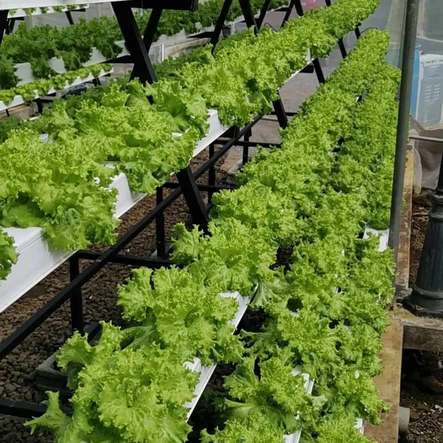 Superfarm Uv Vertical Greenhouse Irrigation&Hydroponics Equipment Pvc Nft Channel