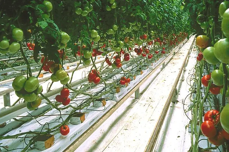 high quality pvc gutter system hydroponic growing system for strawberry