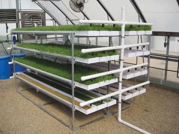 commercial vertical barley seed starting for animal fodder trays barley hydroponic