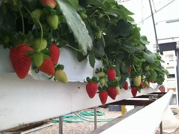 Strawberry PVC Gutter For Hydroponics System Agricultural Greenhouses in Growing Farming Plant