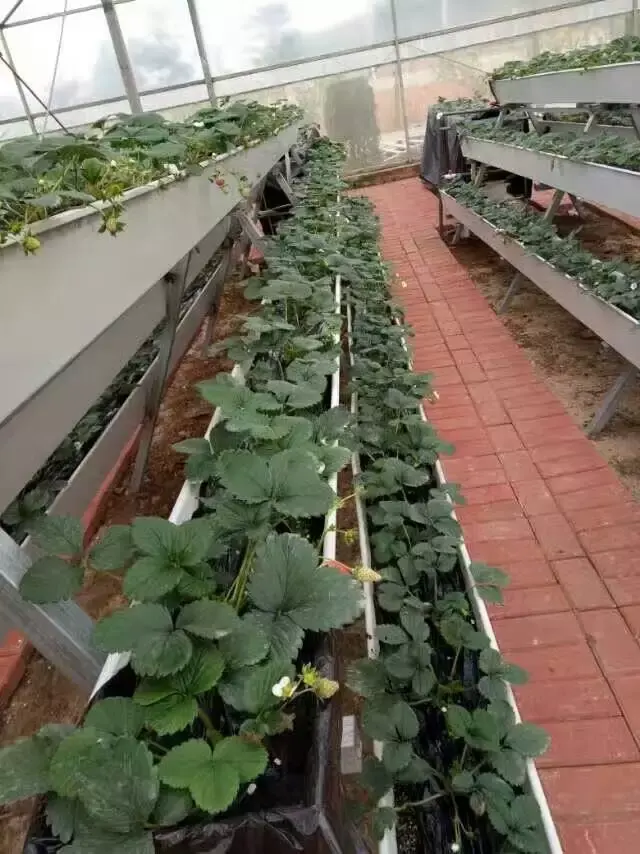 Strawberry PVC Gutter For Hydroponics System Agricultural Greenhouses in Growing Farming Plant