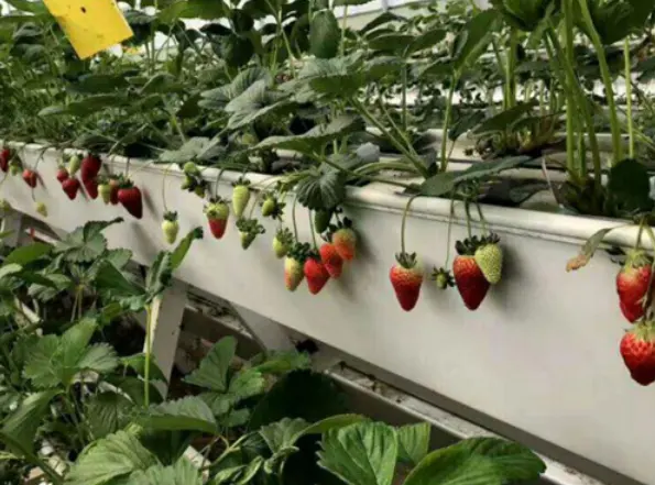 Strawberry PVC Gutter For Agricultural Greenhouses Hydroponics System in Growing Farming Plant