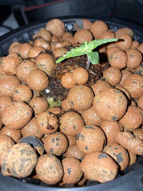 best online hydroponic store