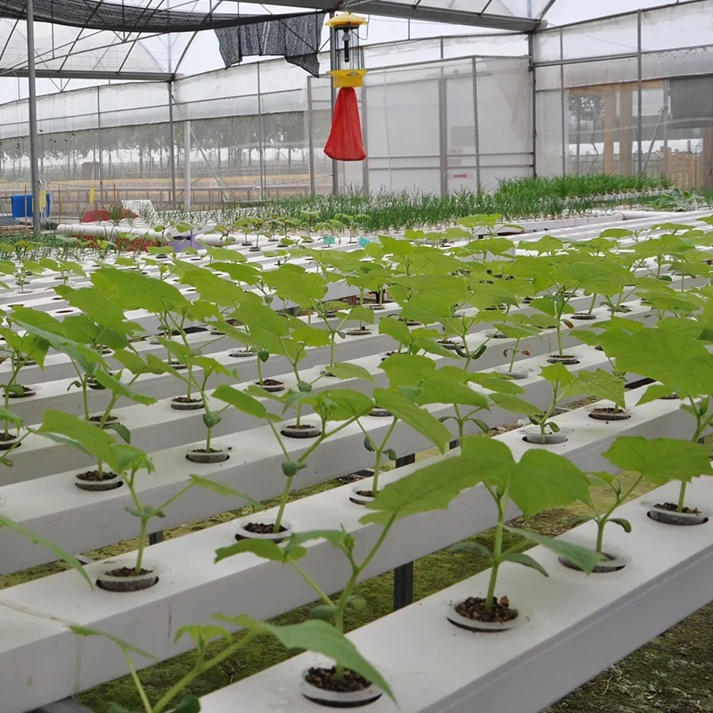 Working Water Hydroponics Systems Environmental Control Greenhouse Agricultural Greenhouse NFT