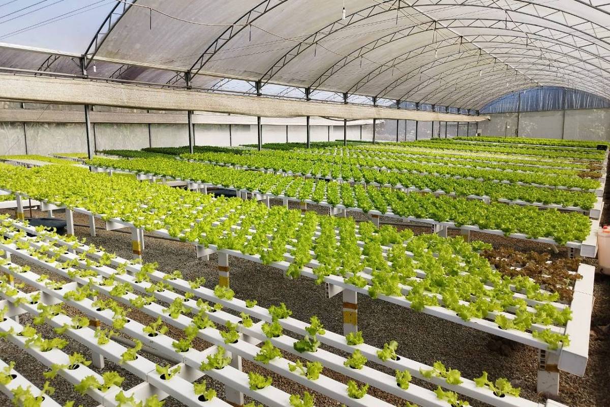 Working Water Hydroponics Systems Environmental Control Greenhouse Agricultural Greenhouse NFT