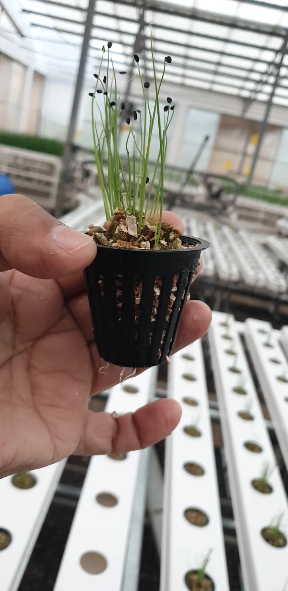 Working Water Hydroponics Systems Environmental Control Greenhouse Agricultural Greenhouse NFT