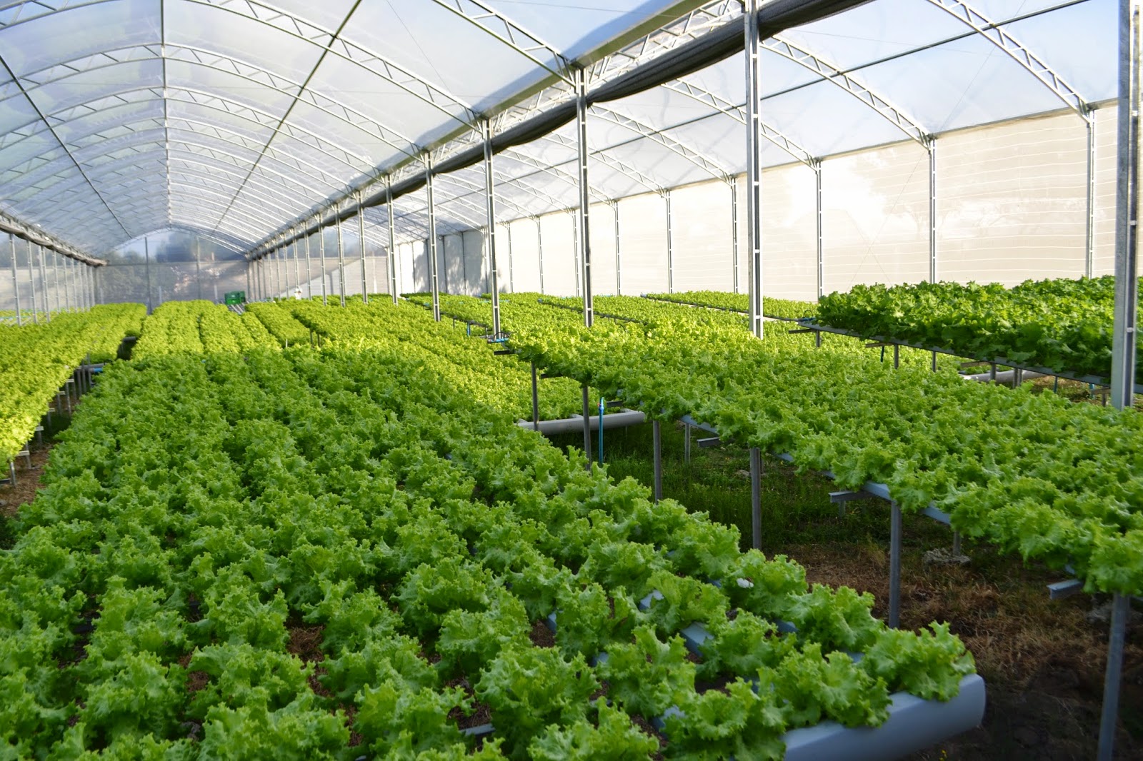 Hydroponics Plastic NFT Gutter for Indoor Growing Systems Vertical Farming