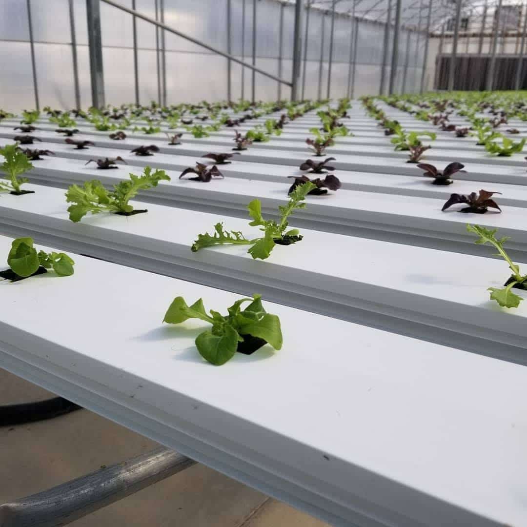 Hot selling China factory 100x50mm rectangular NFT pipe grow channel for lettuce herbs vegetable grow vertical hydroponic system