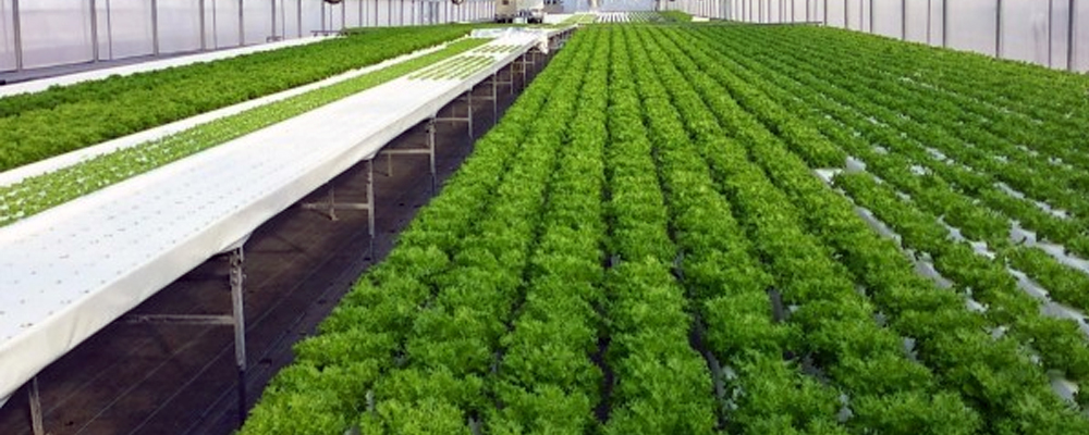 Hot selling China factory 100x50mm rectangular NFT pipe grow channel for lettuce herbs vegetable grow vertical hydroponic system