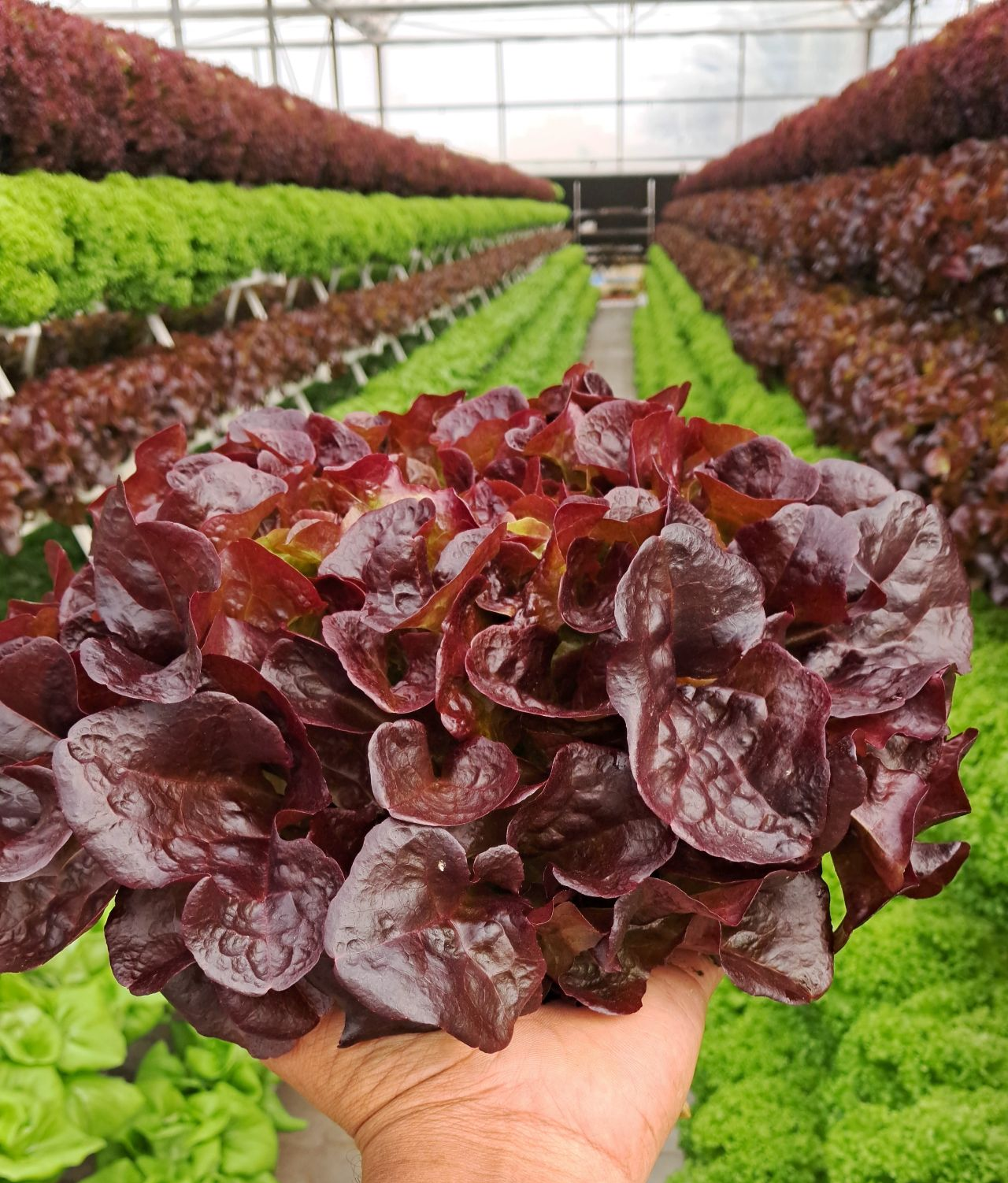 Hot selling China factory 100x50mm rectangular NFT pipe grow channel for lettuce herbs vegetable grow vertical hydroponic system