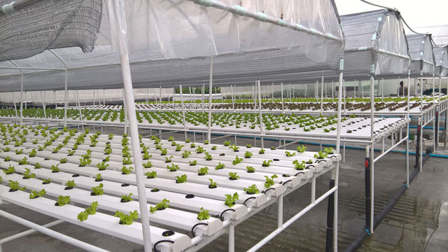 Hot selling latest new design Commercial hydroponics system plastic NFT gully 100x50mm with detachable top cover lid greenhouse
