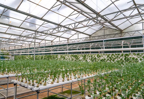 Hydroponics Indoor NFT Hydroponic nft growing nft hydroponic system