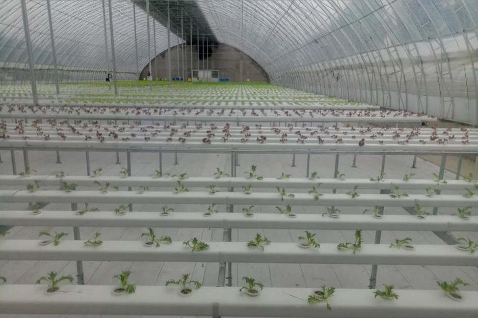 Hydroponics Indoor NFT Hydroponic nft growing nft hydroponic system