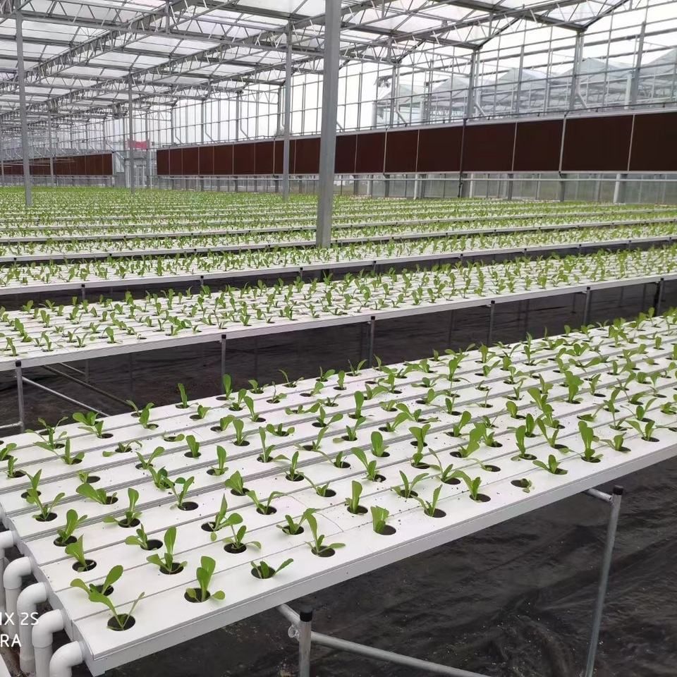 Aquaponic Hydroponics Greenhouse NFT Hydroponic nft growing system