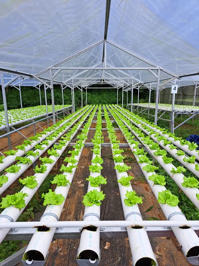 Aquaponic Hydroponics Greenhouse NFT Hydroponic nft growing system