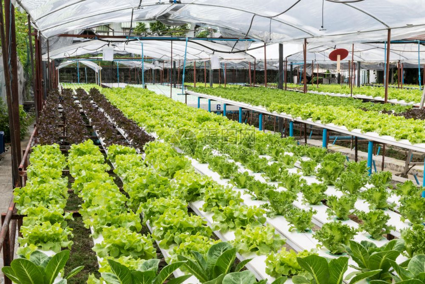 Aquaponic Hydroponics Greenhouse NFT Hydroponic nft growing system