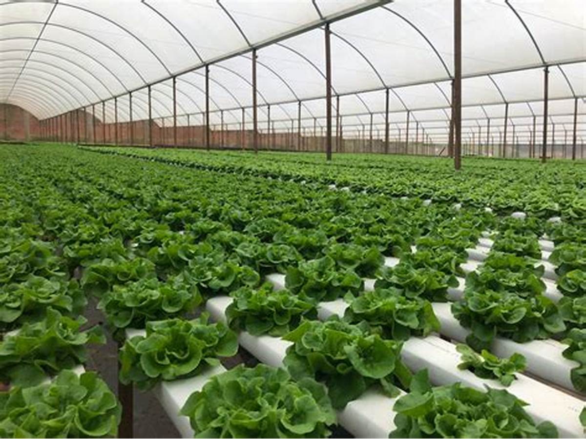High Quality PVC Gutter Strawberry For Hydroponics System Agricultural Greenhouses in Growing Farming Plant