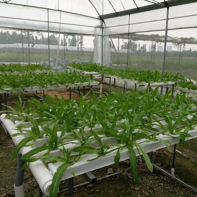 Aquaponic Hydroponics Indoor Hydroponic NFT Channel