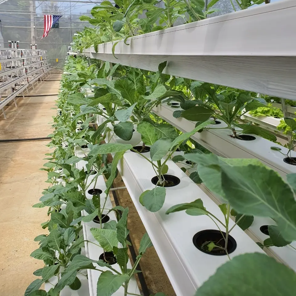 Vertical Aquaponic hydroponics system for lettuce in agricultural greenhouses