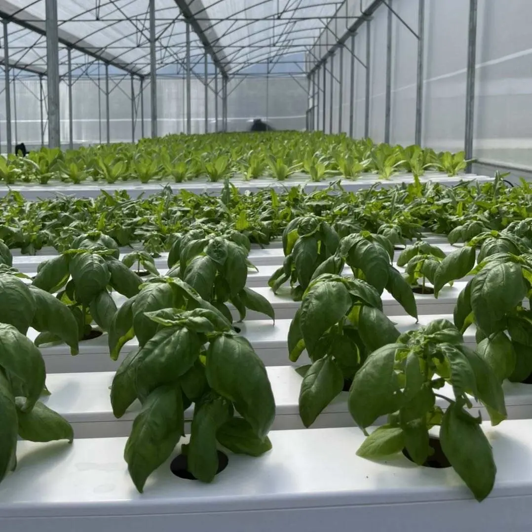 Vertical Aquaponic hydroponics system for lettuce in agricultural greenhouses