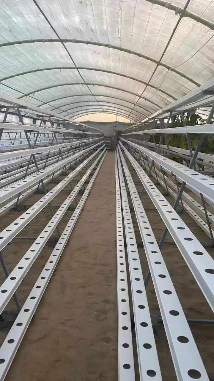 Chinese style greenhouse polycarbonate greenhouse commercial with NFT Leafy vegetable hydroponic system