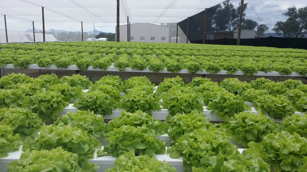 Agriculture Greenhouse hydroponics NFT Growing System for Salad