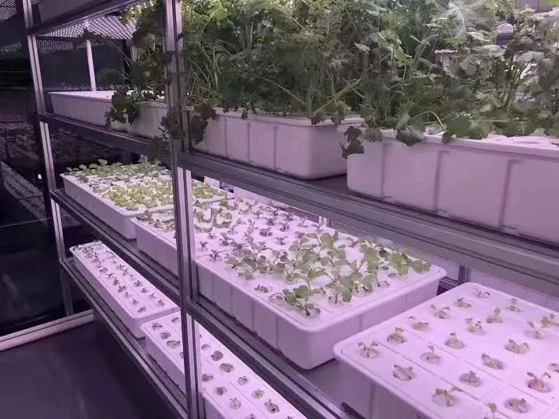 Vertical NFT hydroponics Farm for lettuce vertical farming systems