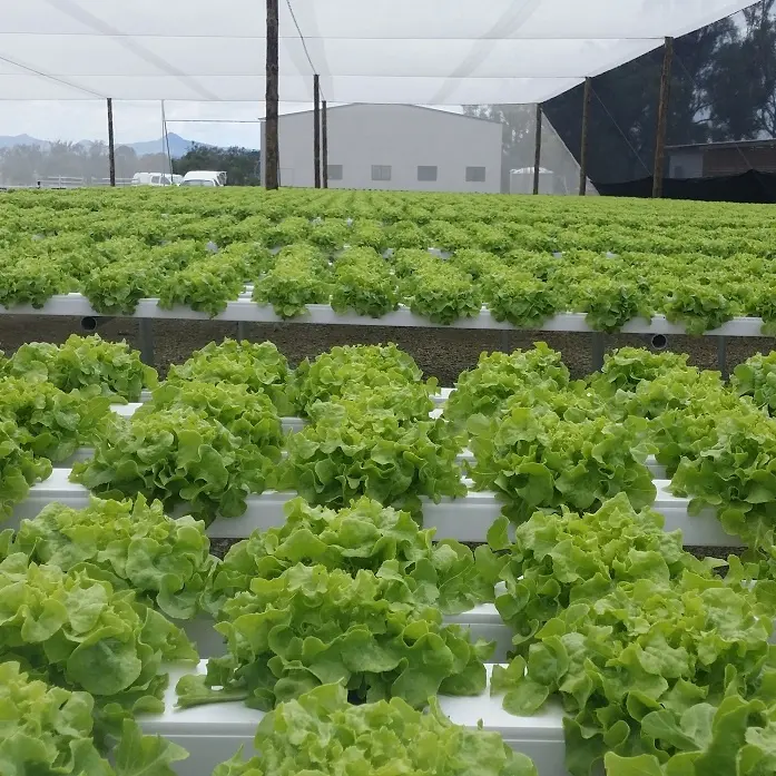 Vertical NFT hydroponics Farm for lettuce vertical farming systems