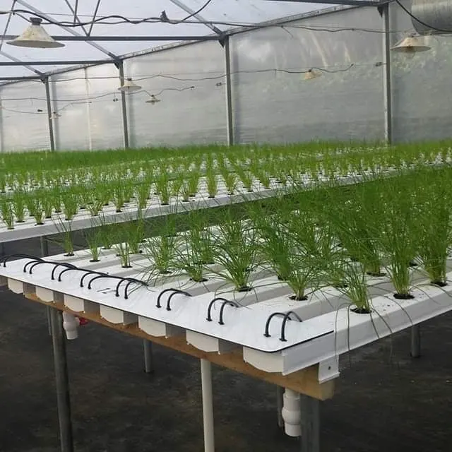 Vertical NFT hydroponics Farm for lettuce vertical farming systems
