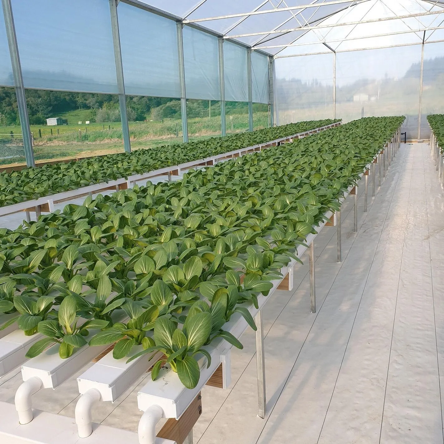 4x2 Inch UPVC Pipe Vertical Nft Hydroponics Growing System Paper Tubes for Lettuce Multi-span Agricultural Greenhouses Film PE