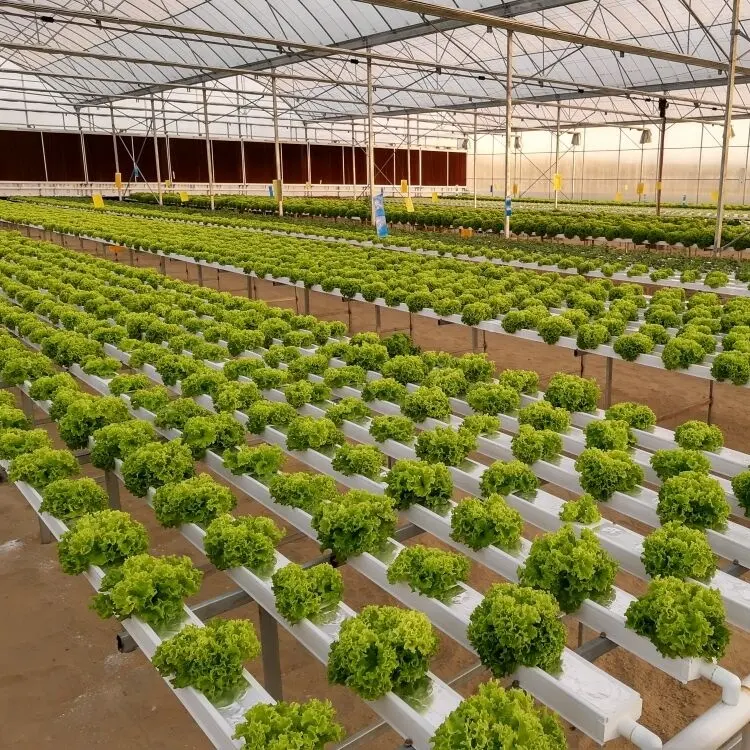 Aquaponics 4x2 inch NFT Pipe UPVC Pipe Hydroponics Channel Affordable Durable Hydroponics Vertical Farming